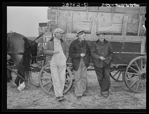 Farmers at cornhusking contest. Marshall County, Iowa