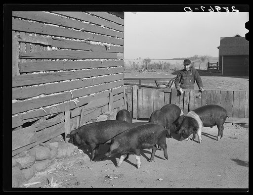 Fred Wilfang, rehabilitation client, derives most of his cash income from the sale of hogs and other livestock products. Black Hawk County, Iowa