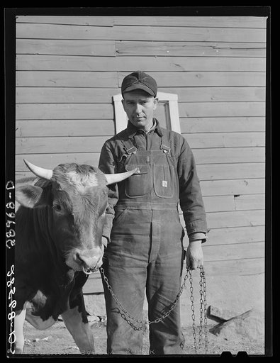 Untitled photo, possibly related to: Fred Wilfang owns a thoroughbred bull which two other farmers use under a cooperative agreement worked out by the FSA (Farm Security Administration). Black Hawk County, Iowa