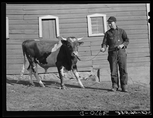 Fred Wilfang owns a thoroughbred bull which two other farmers use under a cooperative agreement worked out by the FSA (Farm Security Administration). Black Hawk County, Iowa