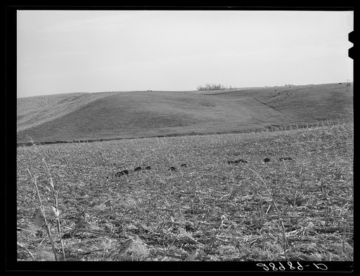 Hogs eat corn left in field by mechanical corn picker. Marshall County, Iowa