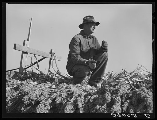 Sorgo is fed to Hereford cattle. Bois d'Arc Cooperative. Osage Farms, Missouri