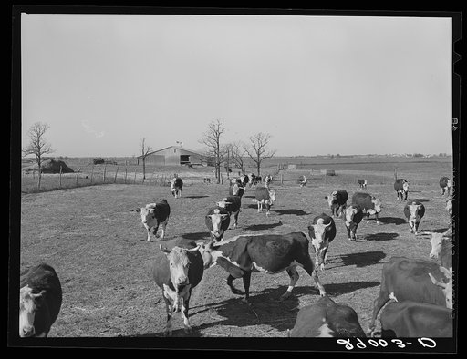 Untitled photo, possibly related to: Some of the 108 cattle being fattened at the Bois d'Arc Cooperative follow a wagonload of sorgo. Osage Farms, Missouri