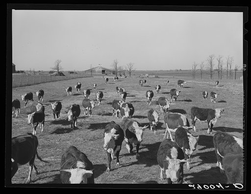 Some of the 108 cattle being fattened at the Bois d'Arc Cooperative follow a wagonload of sorgo. Osage Farms, Missouri