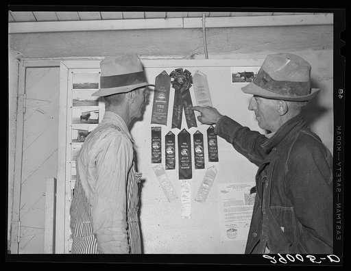 Thoroughbred livestock from the cooperatives have won many prizes at county and state fairs. Osage Farms, Missouri