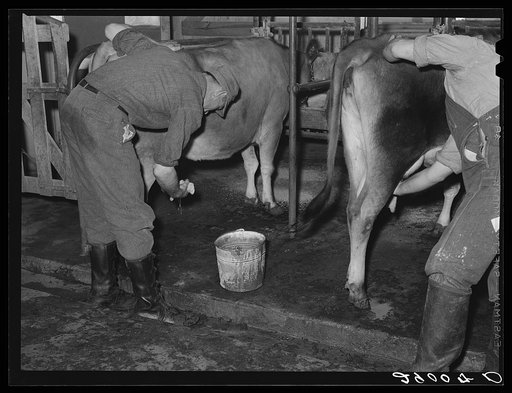 Cows are washed before milking machines are attached. Bois d'Arc Cooperative. Osage Farms, Missouri