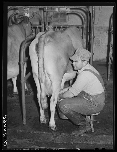 Farmers who operate the dairy are specialists in this field. Hillview Cooperative, Osage Farms, Missouri