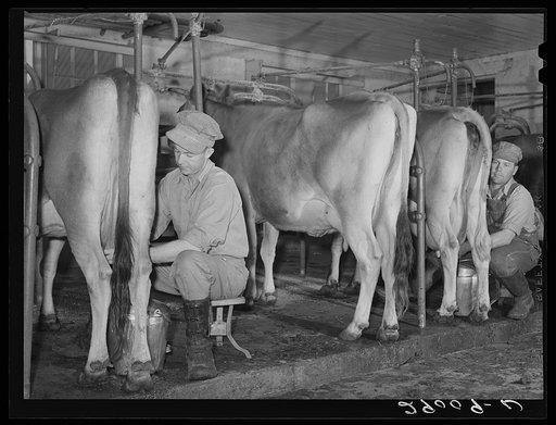 Accurate records are kept of each cow's milk production. Hillview Cooperative, Osage Farms, Missouri