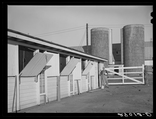 Buildings are efficiently designed for modern farm methods. Bois d'Arc Cooperative. Osage Farms, Missouri