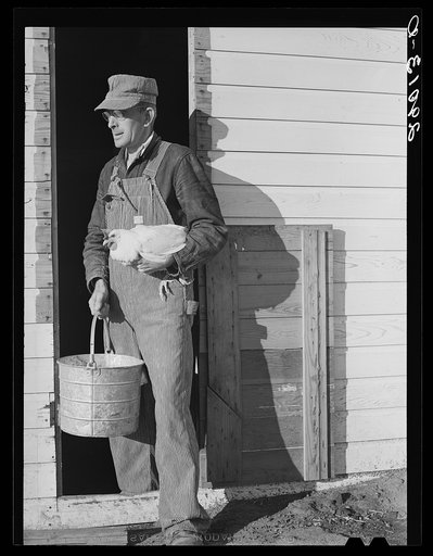 Cooperative farmers take great pride in their poultry and livestock. Bois d'Arc Cooperative. Osage Farms, Missouri