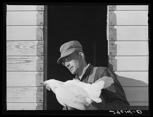 One man devotes his full time to caring for the poultry at the Bois d'Arc Cooperative. Osage Farms, Missouri