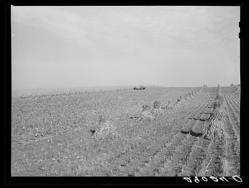 Harvesting corn. Marshall County, Iowa