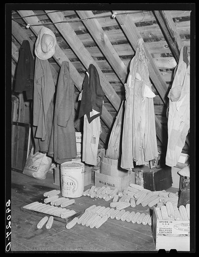 Open pollenated corn stored in attic for seed. Fred Goecke's farm. Marshall County, Iowa