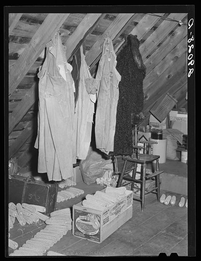Untitled photo, possibly related to: Open pollenated corn stored in attic for seed. Fred Goecke's farm. Marshall County, Iowa