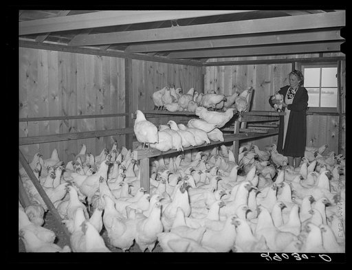 Mrs. Fred Maschman with some of her 390 Leghorn pullets. Iowa County, Iowa