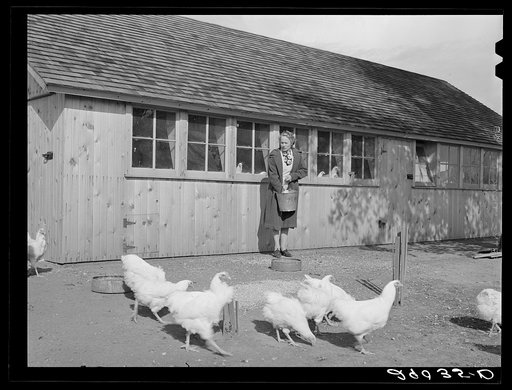 Mrs. Maschman feeds chickens in front of poultry house which she and her husband built. Iowa County, Iowa