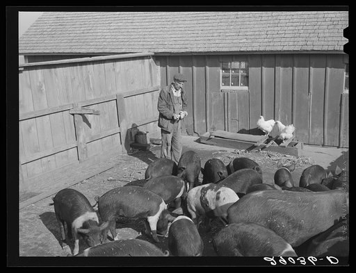 Fred Maschman's fifteen hogs are one of his major sources of income. Iowa County, Iowa