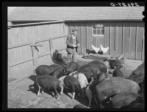 Untitled photo, possibly related to: Fred Maschman's fifteen hogs are one of his major sources of income. Iowa County, Iowa