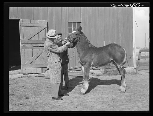 FSA (Farm Security Admninistration) supervisor examines colt owned by Fred Maschman, TP client. Maschman uses two teams to farm his land. Iowa County, Iowa