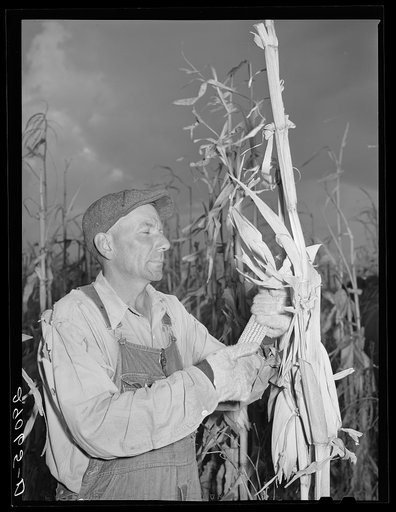 Untitled photo, possibly related to: Fred Maschman, tenant purchase client, husking corn. Iowa County, Iowa
