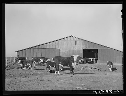 Some of the cattle on feed. Bois d'Arc Cooperative, Osage Farms, Missouri