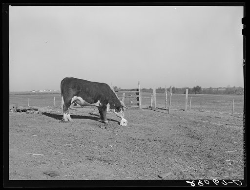 Hereford steer at salt block. Bois d'Arc Cooperative, Osage Farms, Missouri