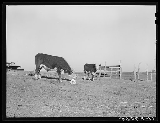 Untitled photo, possibly related to: Hereford steer at salt block. Bois d'Arc Cooperative, Osage Farms, Missouri