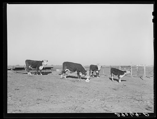 Feeder cattle at salt block. Bois d'Arc Cooperative. Osage Farms, Missouri