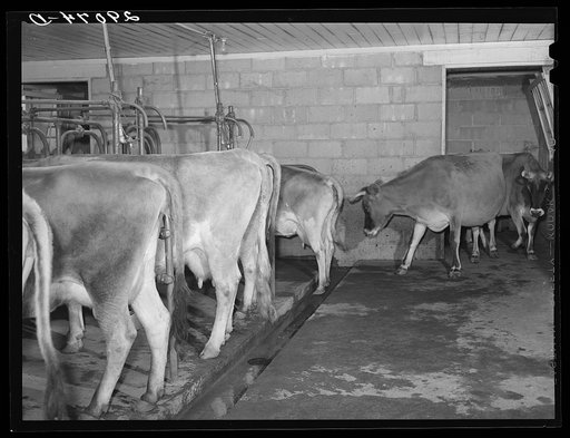 Eight cows at a time are milked by hand at the Hillview Cooperative. Osage Farms, Missouri