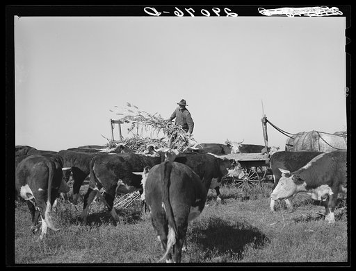 Sorgo is fed to the 108 Hereford cattle. Bois d'Arc Cooperative, Osage Farms, Missouri