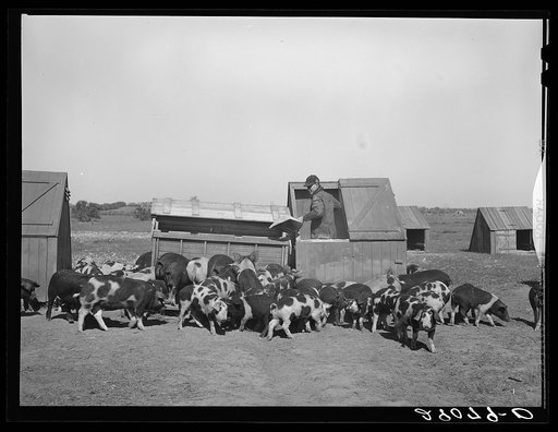 Each year hogs are moved to a new field which reduces disease to a minimum. Osage Farms, Missouri