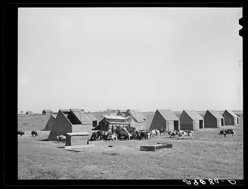 Feed rations for hogs are scientifically determined. Osage Farms, Missouri
