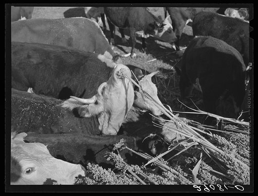 Untitled photo, possibly related to: Hereford cattle are fattened on sorgo. Bois d'Arc Cooperative. Osage Farms, Missouri