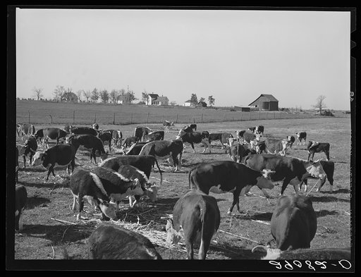 Sorgo is fed to the 108 Hereford cattle. Bois d'Arc Cooperative. Osage Farms, Missouri