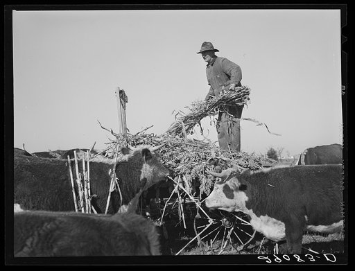 Feeding sorgo to Hereford cattle. Bois d'Arc Cooperative. Osage Farms, Missouri