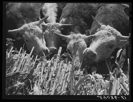 Hereford cattle are fattened on sorgo. Bois d'Arc Cooperative. Osage Farms, Missouri