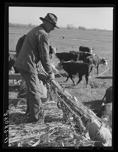 Feeding Hereford cattle. Bois d'Arc Cooperative, Osage Farms, Missouri
