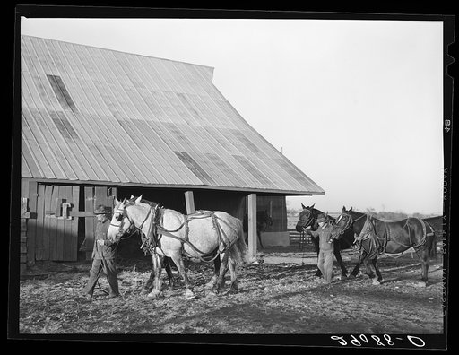 Two of the teams used on the Bois d'Arc Cooperative farm. Osage Farms, Missouri