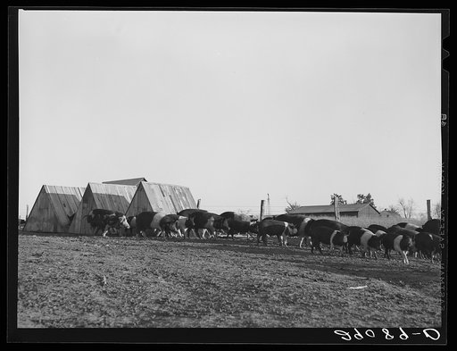 Untitled photo, possibly related to: There are 465 hogs on the 1885 acre Bois d'Arc Cooperative farm. Osage Farms, Missouri