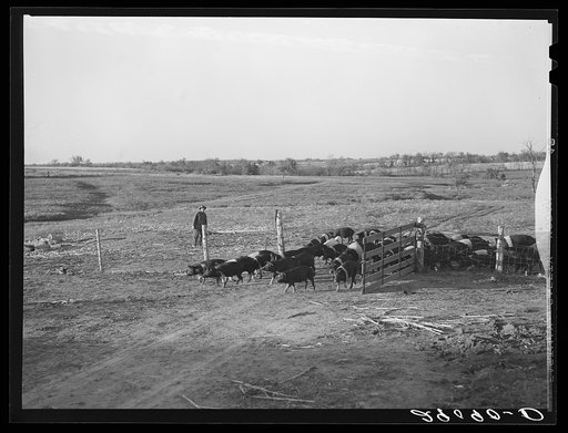There are 465 hogs on the 1885 acre Bois d'Arc Cooperative farm. Osage Farms, Missouri