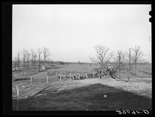 Hogs are driven in from the field at the Bois d'Arc Cooperative. Osage Farms, Missouri