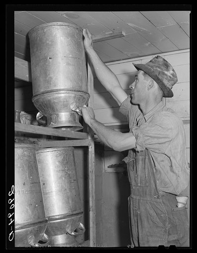 Major part of the income of the Hillview Cooperative is obtained from the seventy-five dairy cows. Osage Farms, Missouri