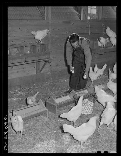 Eggs are carefully graded to obtain premium market price. Hillview Cooperative, Osage Farms, Missouri
