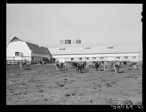 Untitled photo, possibly related to: Dairy herd at Hillview Cooperative leads the Pettis County dairy herd improvement farms. Osage Farms, Missouri