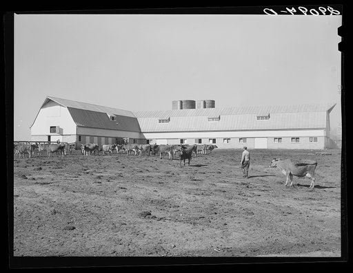 Dairy herd at Hillview Cooperative leads the Pettis County dairy herd improvement farms. Osage Farms, Missouri