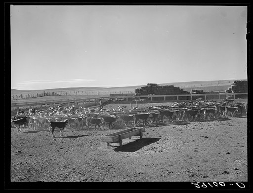 Cattle in stockyards. Scottsbluff, Nebraska