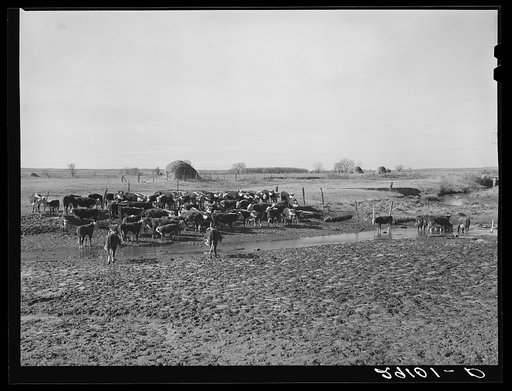 Cattle at watering hole. Dawes County, Nebraska