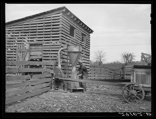 Grinding corn for feed. Boone County, Missouri