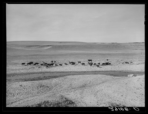 Cattle near creek. Dawes County, Nebraska