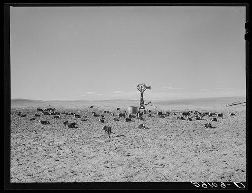 Cattle at water hole. Dawes County, Nebraska